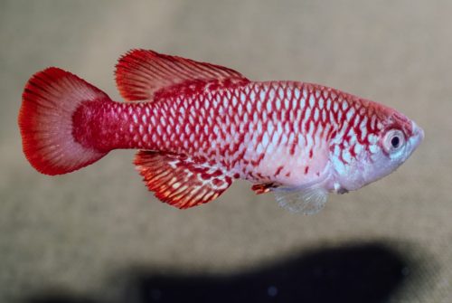 Nothobranchius attenboroughi 'Mugeta'