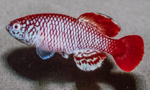 Nothobranchius derhami ‘Odienya’