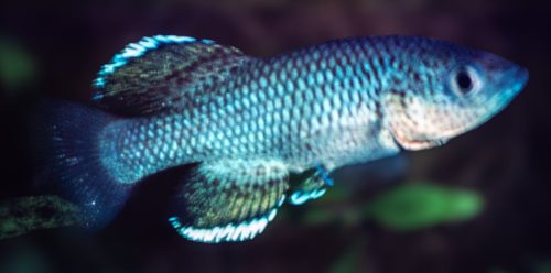 Nothobranchius orthonatus Pongola