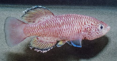 Nothobranchius orthonotus Blue 'Pongola River' (Northern Natal)