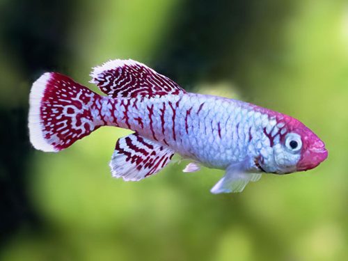 Nothobranchius eggersi 'Ngulakula' TAN-19/18
