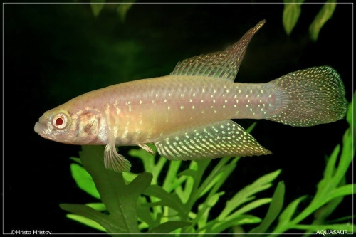 Nematolebias whitei