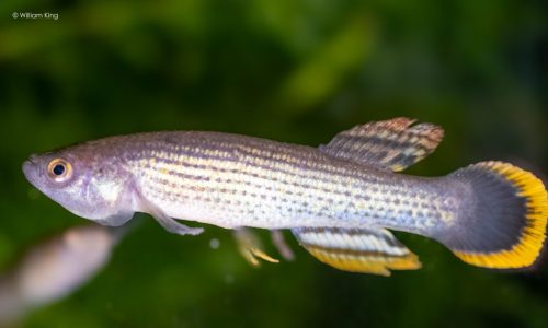 Neofundulus sp. BBP 18-13