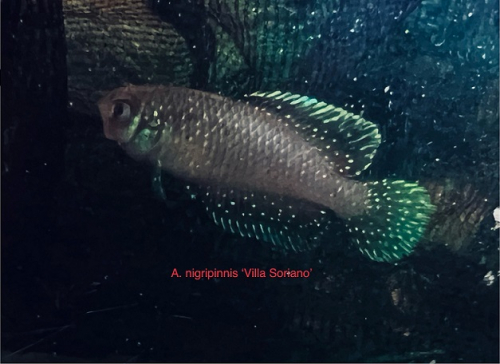 Argolebias Nigripinnis 'Villa Soriano'