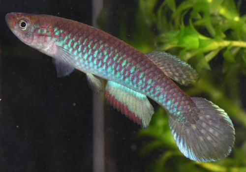 Nimbapanchax