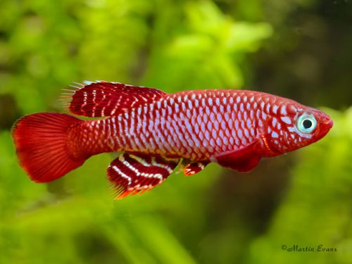 Nothobranchius flammicomantis 'Mwakanga' FTZ-10/21
