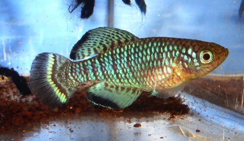 Nothobranchius fuscotaeniatus ‘Kitonga North' TAN97/9