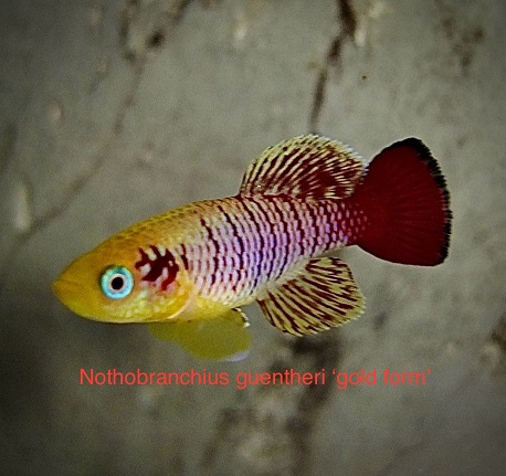 Nothobranchius guentheri gold