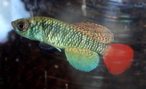 Nothobranchius patrizii