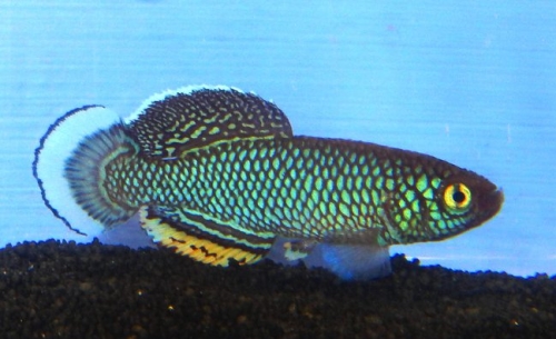 Nothobranchius polli ‘Kyembe' CD 16/10