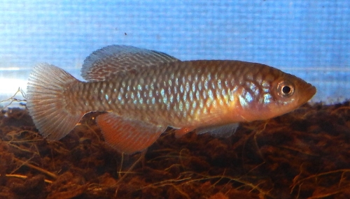 Nothobranchius rosenstocki 'ZAH' 2018/03