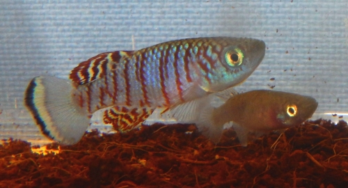 Nothobranchius virgatus ‘Fugnido' EHKS 2009/01