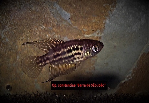 Opthalmolebias constanciae 'Barra de Sao Joao'