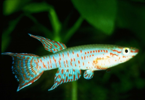 Aphyosemion bualanum Mbam Blue Phase