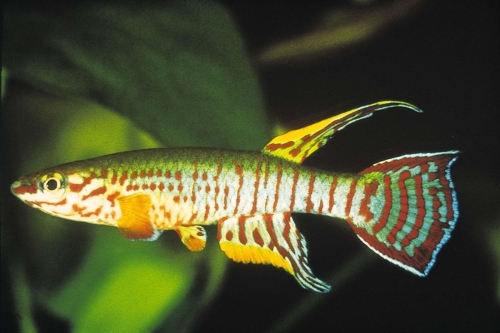 Aphyosemion bualanum Ntui Yellow