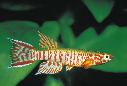 Aphyosemion bualanum Koupa Matapit
