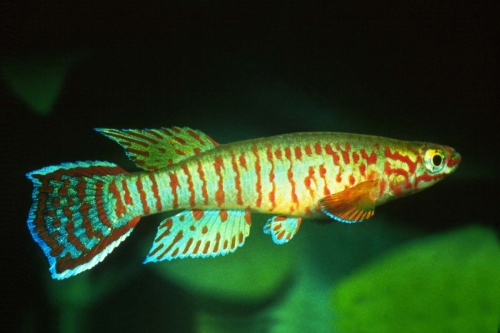 Aphyosemion bualanum Bamessi