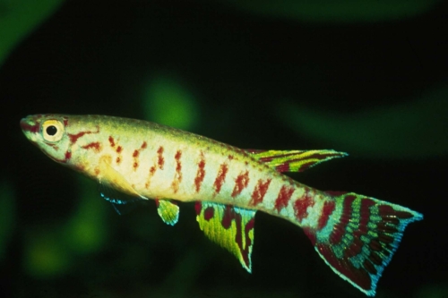 Aphyosemion bualanum Diang
