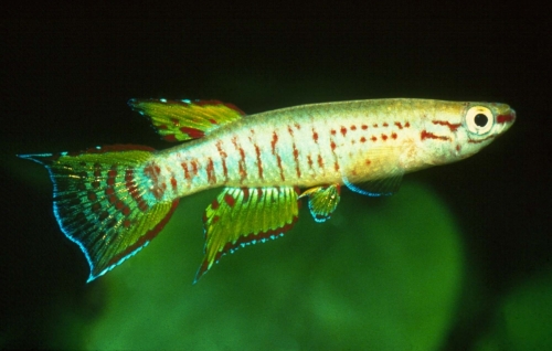 Aphyosemion bualanum Mbam