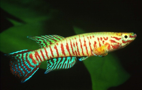 Aphyosemion kekemense