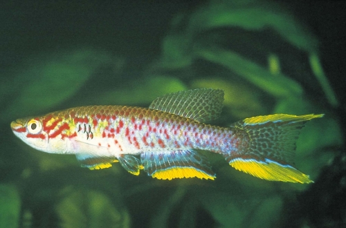 Aphyosemion batesi Mbamdjok