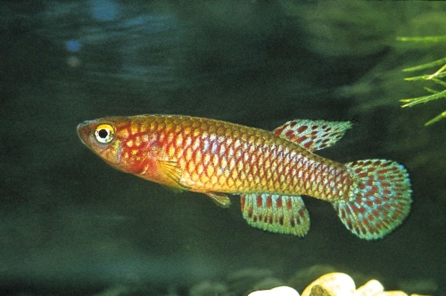 Aphyosemion bamilikorum