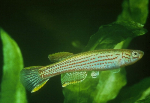 Aphyosemion obscurum