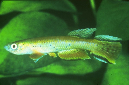 Aphyosemion melanopteron