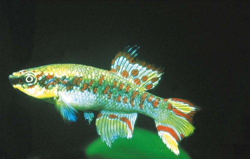 Fundulopanchax gulare