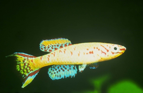 Fundulopanchax arnoldi Warri