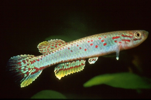 Aphyosemion cameronense Sangmelima