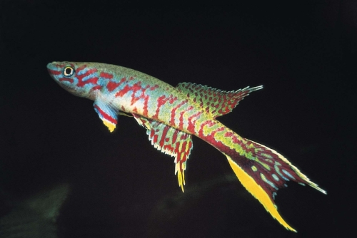 Aphyosemion splendidum Kunzi