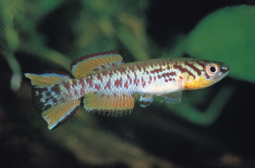 Fundulopanchax