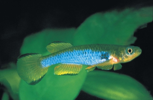 Aphyosemion occellatum
