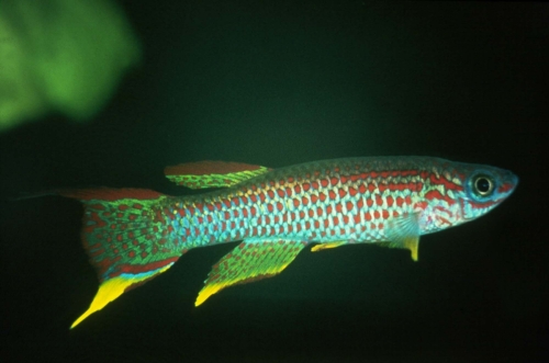 Aphyosemion gabunense Boehmi