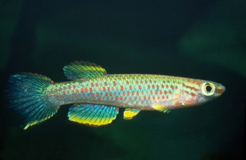Aphyosemion gabunense Marginatum