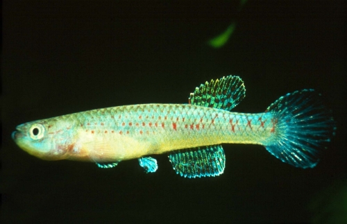 Aphyosemion maculatum Female
