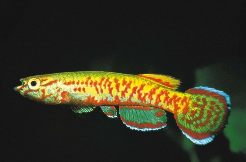 Aphyosemion exigoideum