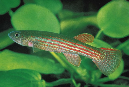 Aphyosemion simulans