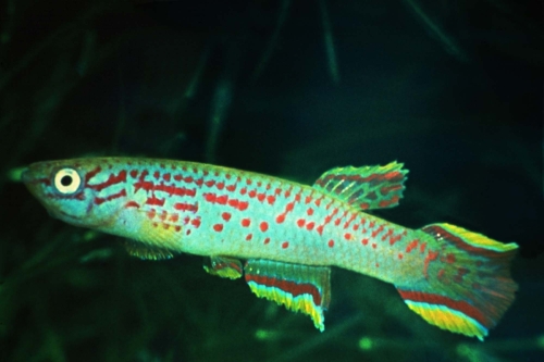 Aphyosemion calliurum