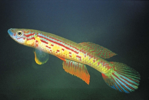 Aphyosemion bochtleri