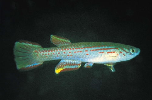 Aphyosemion punctatum Ovan