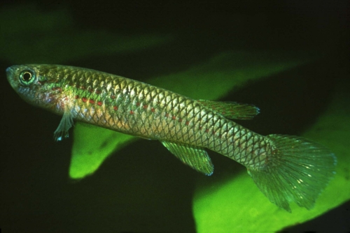 Aphyosemion punctatum Ovan Female