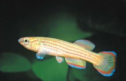 Aphyosemion primigenium