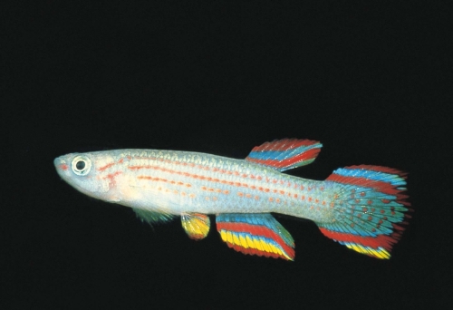 Aphyosemion striatum Lambarene