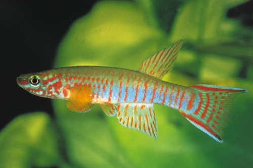 Aphyosemion bualanum Ndikinimeki