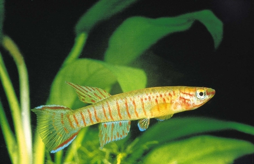 Aphyosemion bualanum Ndop