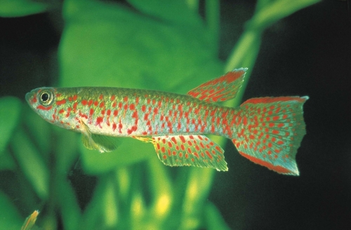 Aphyosemion elegans Aquarium Strain