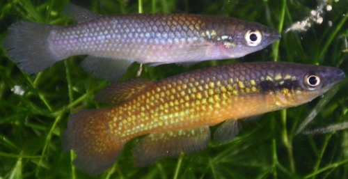 Pachypanchax