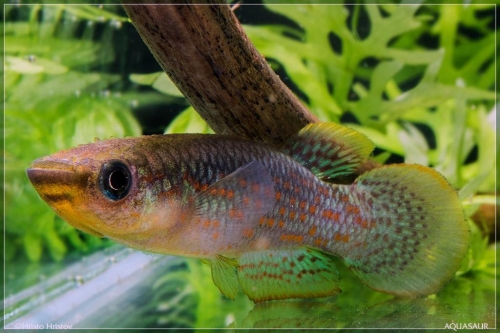 Pachypanchax playfairii